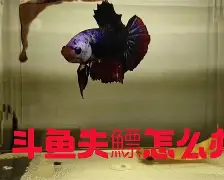 lol比赛回放-?4+J镪&amp;.#%鳔磃f	C?V帻禂憋玶r20^}磪僜?X茵L%